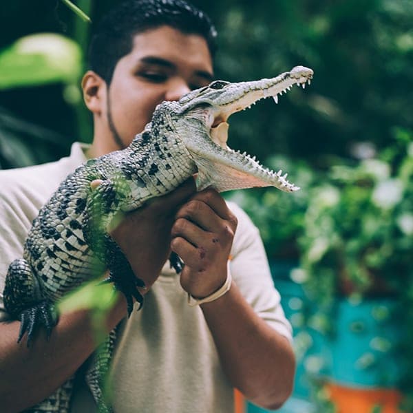Wildlife handler holding an alligator at Zoo Miami